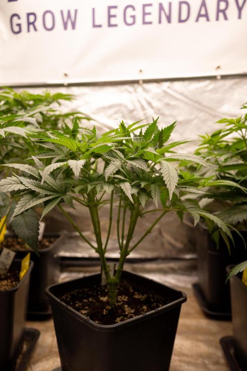 Classic Skunk 🌱  - Zamnesia x B&B. Week 5 - Classic Skunk #2 - Main Lining No LST -  1st Week Bloom