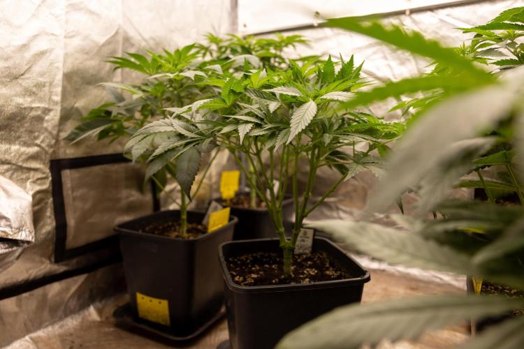 Classic Skunk 🌱  - Zamnesia x B&B. Week 5 - Classic Skunk #2 - Main Lining No LST -  1st Week Bloom