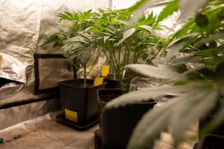 Classic Skunk 🌱  - Zamnesia x B&B. Week 5 - Classic Skunk #2 - Main Lining No LST -  1st Week Bloom