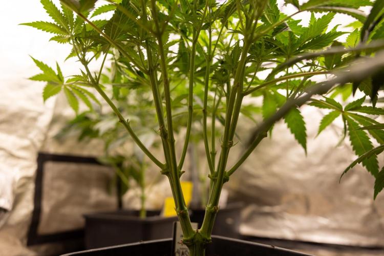 Classic Skunk 🌱  - Zamnesia x B&B. Week 5 - Classic Skunk #2 - Main Lining No LST -  1st Week Bloom