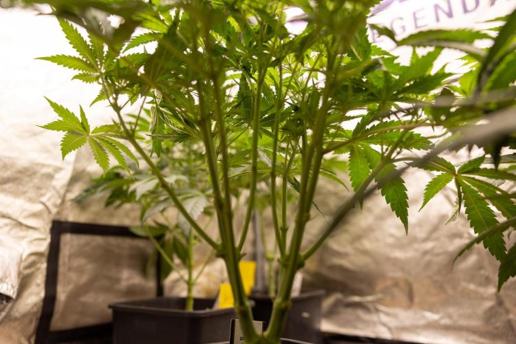 Classic Skunk 🌱  - Zamnesia x B&B. Week 5 - Classic Skunk #2 - Main Lining No LST -  1st Week Bloom