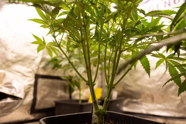 Classic Skunk 🌱  - Zamnesia x B&B. Week 5 - Classic Skunk #2 - Main Lining No LST -  1st Week Bloom