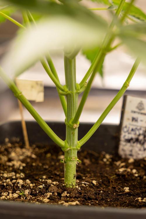 Classic Skunk 🌱  - Zamnesia x B&B. Week 5 - Classic Skunk #1 - No Techniques -  1st Week Bloom