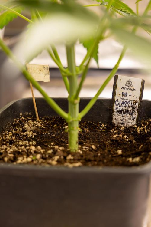 Classic Skunk 🌱  - Zamnesia x B&B. Week 5 - Classic Skunk #1 - No Techniques -  1st Week Bloom