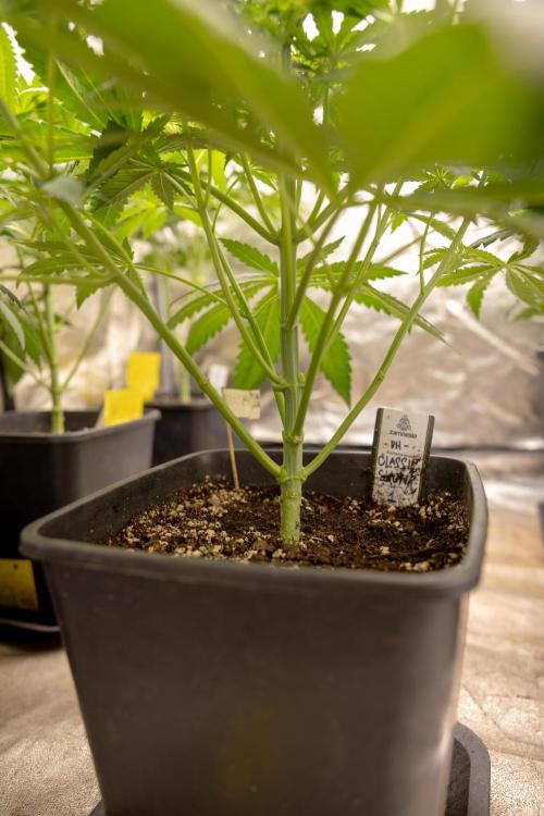 Classic Skunk 🌱  - Zamnesia x B&B. Week 5 - Classic Skunk #1 - No Techniques -  1st Week Bloom