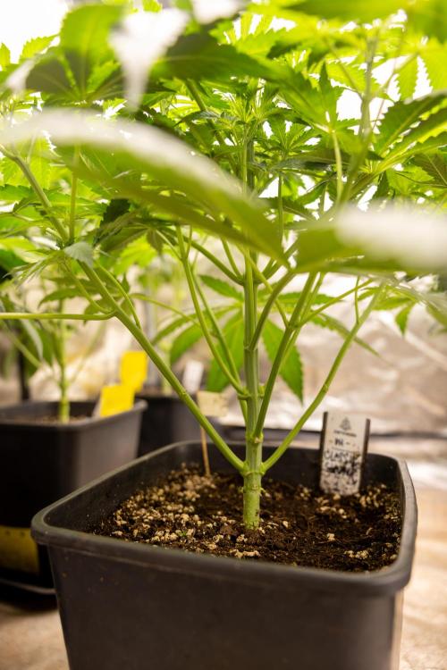 Classic Skunk 🌱  - Zamnesia x B&B. Week 5 - Classic Skunk #1 - No Techniques -  1st Week Bloom