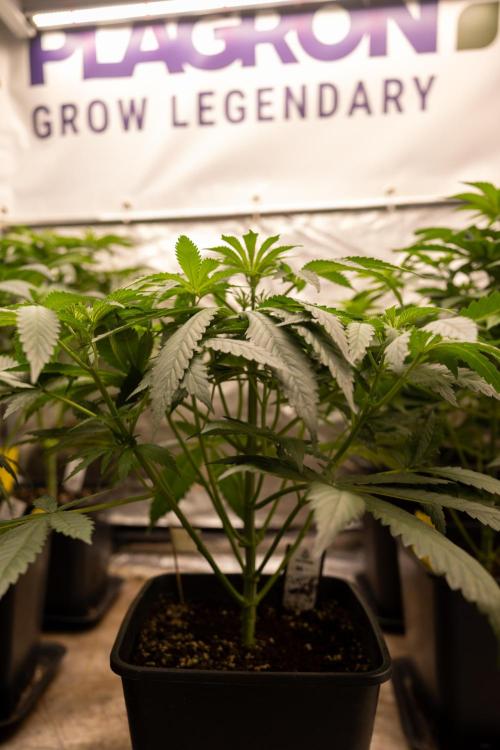Classic Skunk 🌱  - Zamnesia x B&B. Week 5 - Classic Skunk #1 - No Techniques -  1st Week Bloom