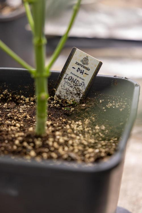 London Pound Cake 🍰 - Zamnesia x B&B. Week 5 - London Pound Cake #1 No techniques - 1st Week Bloom