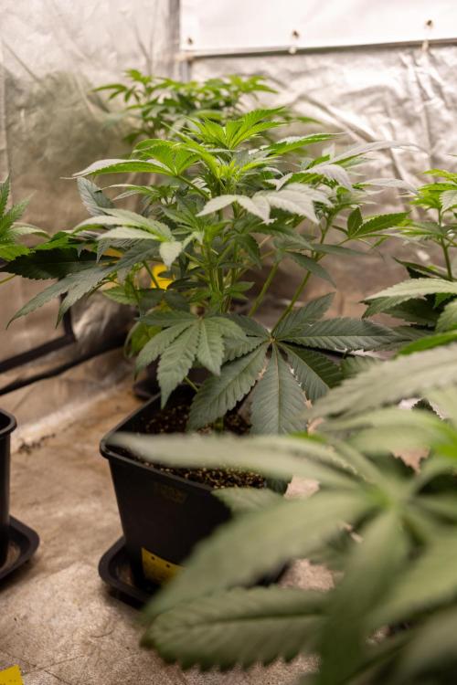 London Pound Cake 🍰 - Zamnesia x B&B. Week 5 - London Pound Cake #1 No techniques - 1st Week Bloom