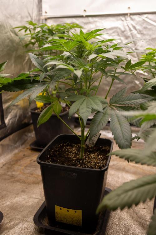 London Pound Cake 🍰 - Zamnesia x B&B. Week 5 - London Pound Cake #1 No techniques - 1st Week Bloom