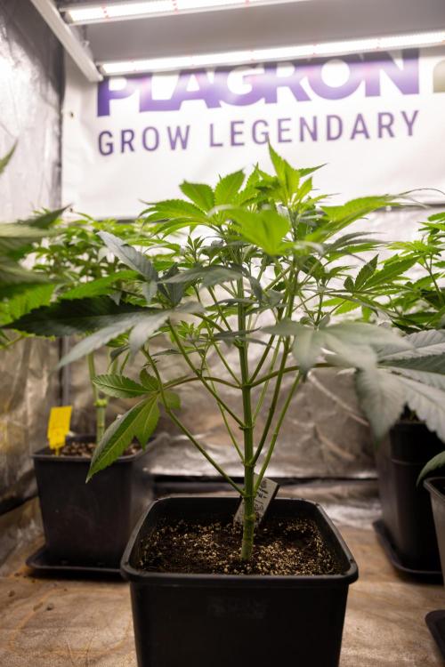 London Pound Cake 🍰 - Zamnesia x B&B. Week 5 - London Pound Cake #1 No techniques - 1st Week Bloom