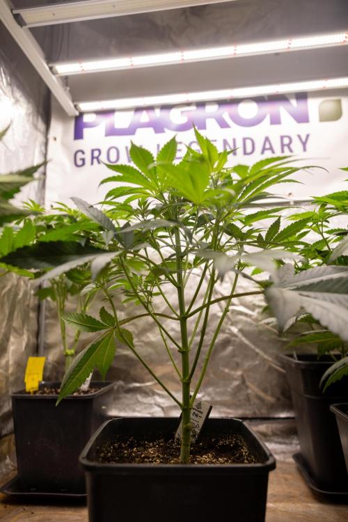 London Pound Cake 🍰 - Zamnesia x B&B. Week 5 - London Pound Cake #1 No techniques - 1st Week Bloom