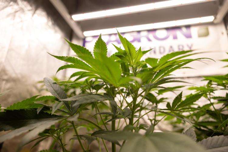 London Pound Cake 🍰 - Zamnesia x B&B. Week 5 - London Pound Cake #1 No techniques - 1st Week Bloom