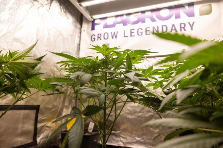 London Pound Cake 🍰 - Zamnesia x B&B. Week 5 - London Pound Cake #1 No techniques - 1st Week Bloom