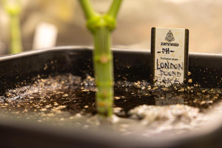London Pound Cake 🍰 - Zamnesia x B&B. Week 5 - London Pound Cake #2 - Main lining - 1st Week Bloom