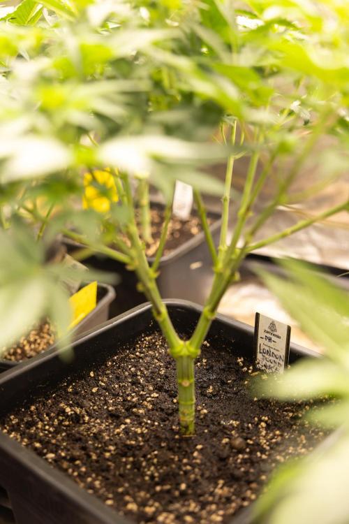 London Pound Cake 🍰 - Zamnesia x B&B. Week 5 - London Pound Cake #2 - Main lining - 1st Week Bloom