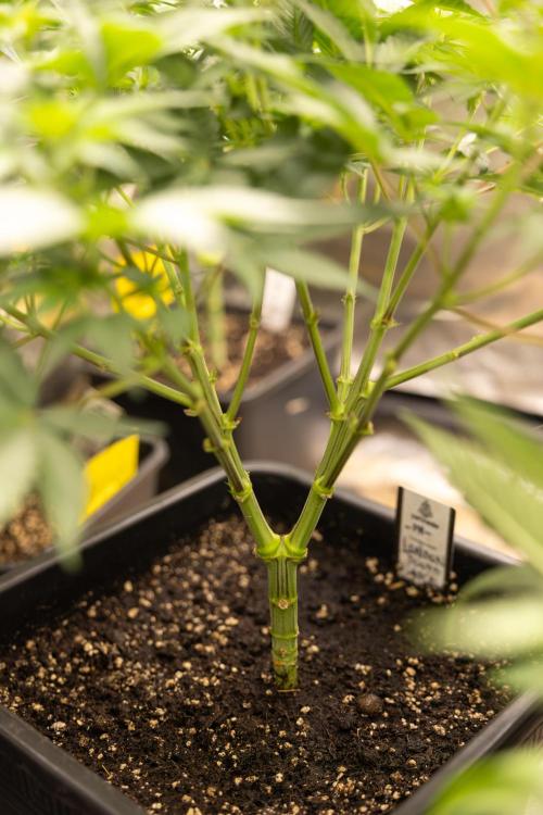 London Pound Cake 🍰 - Zamnesia x B&B. Week 5 - London Pound Cake #2 - Main lining - 1st Week Bloom