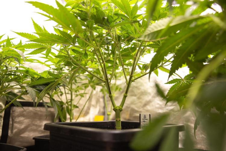 London Pound Cake 🍰 - Zamnesia x B&B. Week 5 - London Pound Cake #2 - Main lining - 1st Week Bloom