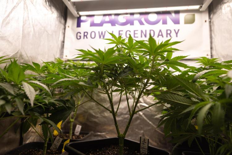London Pound Cake 🍰 - Zamnesia x B&B. Week 5 - London Pound Cake #2 - Main lining - 1st Week Bloom