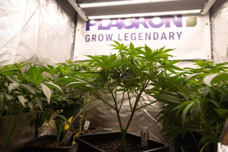London Pound Cake 🍰 - Zamnesia x B&B. Week 5 - London Pound Cake #2 - Main lining - 1st Week Bloom