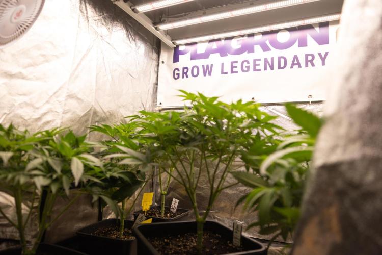 London Pound Cake 🍰 - Zamnesia x B&B. Week 5 - London Pound Cake #2 - Main lining - 1st Week Bloom
