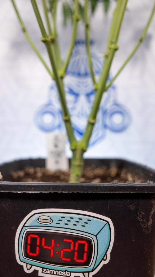 Chocolope 🍫 Auto - Zamnesia x B&B. Week 5 - Chocolope #2 - Main Lining - Transition Phase