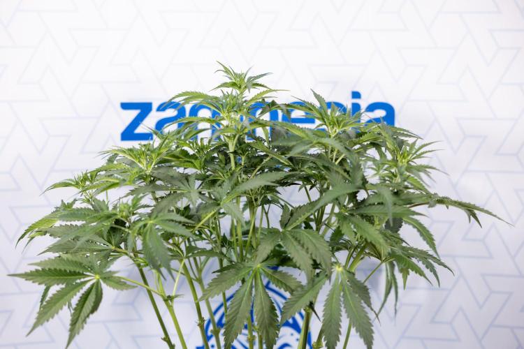 Chocolope 🍫 Auto - Zamnesia x B&B. Week 5 - Chocolope #2 - Main Lining - Transition Phase