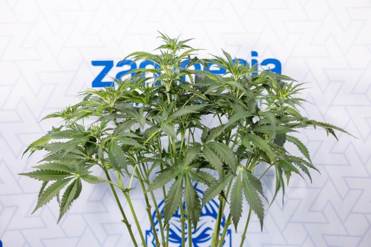 Chocolope 🍫 Auto - Zamnesia x B&B. Week 5 - Chocolope #2 - Main Lining - Transition Phase