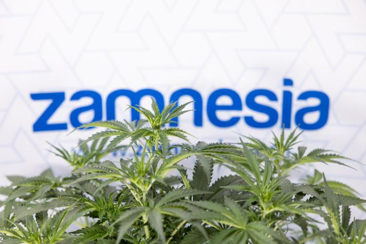 Chocolope 🍫 Auto - Zamnesia x B&B. Week 5 - Chocolope #2 - Main Lining - Transition Phase