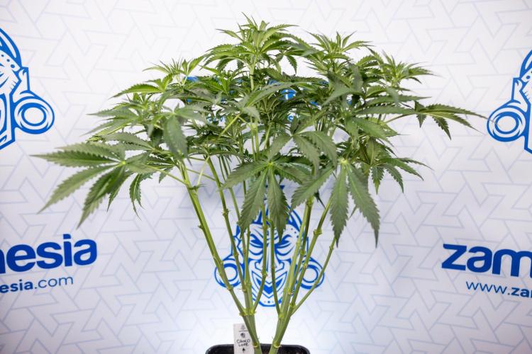 Chocolope 🍫 Auto - Zamnesia x B&B. Week 5 - Chocolope #2 - Main Lining - Transition Phase