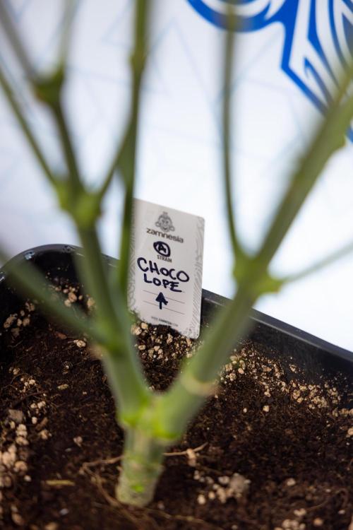 Chocolope 🍫 Auto - Zamnesia x B&B. Week 5 - Chocolope #2 - Main Lining - Transition Phase