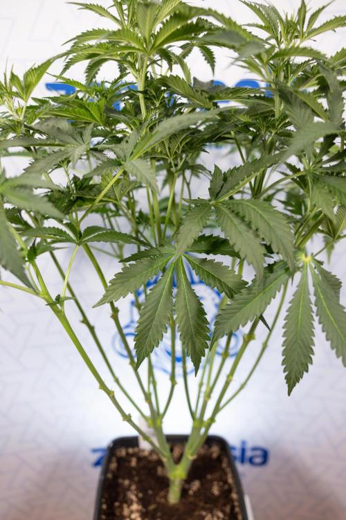 Chocolope 🍫 Auto - Zamnesia x B&B. Week 5 - Chocolope #2 - Main Lining - Transition Phase