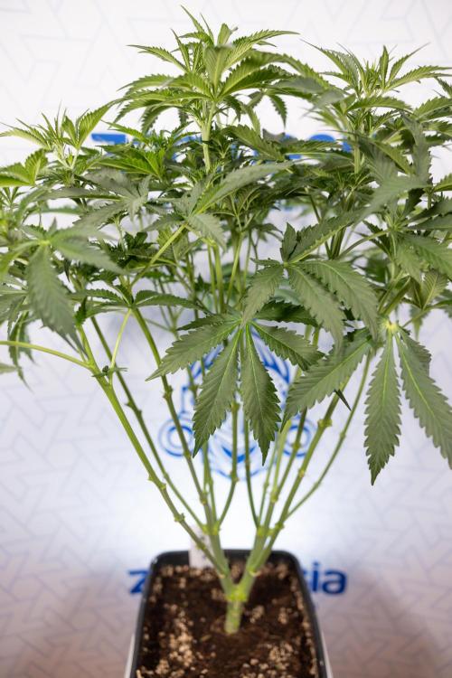 Chocolope 🍫 Auto - Zamnesia x B&B. Week 5 - Chocolope #2 - Main Lining - Transition Phase