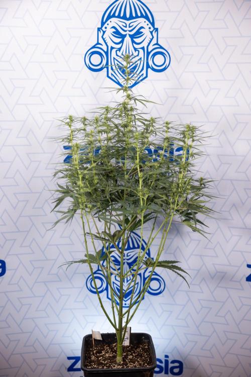 Chocolope 🍫 Auto - Zamnesia x B&B. Week 5 - Chocolope #1 - No Techniques - 2nd Bloom