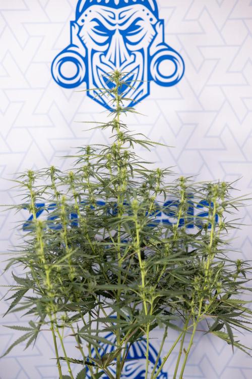 Chocolope 🍫 Auto - Zamnesia x B&B. Week 5 - Chocolope #1 - No Techniques - 2nd Bloom