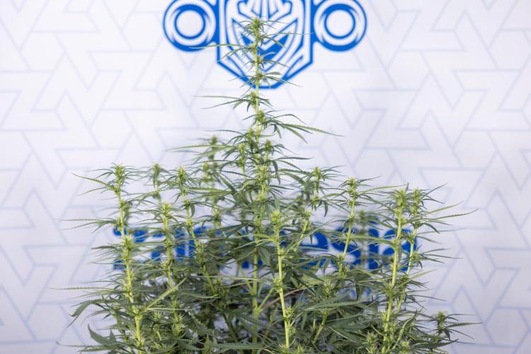 Chocolope 🍫 Auto - Zamnesia x B&B. Week 5 - Chocolope #1 - No Techniques - 2nd Bloom