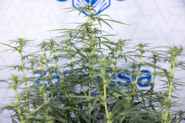 Chocolope 🍫 Auto - Zamnesia x B&B. Week 5 - Chocolope #1 - No Techniques - 2nd Bloom