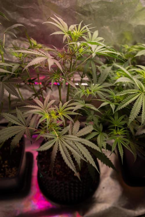 Godfather OG ✞ Auto - Zamnesia x B&B. Week 5 - Godfather OG 1 -  No Techniques - Week 5