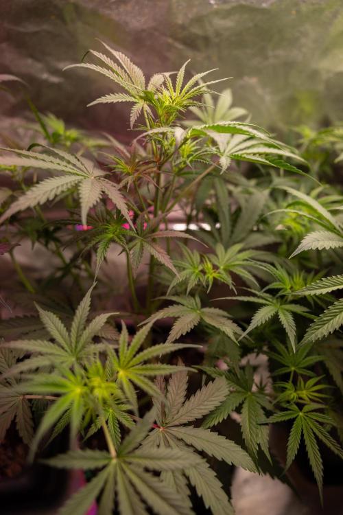Godfather OG ✞ Auto - Zamnesia x B&B. Week 5 - Godfather OG 1 -  No Techniques - Week 5