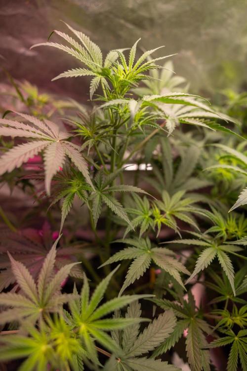 Godfather OG ✞ Auto - Zamnesia x B&B. Week 5 - Godfather OG 1 -  No Techniques - Week 5