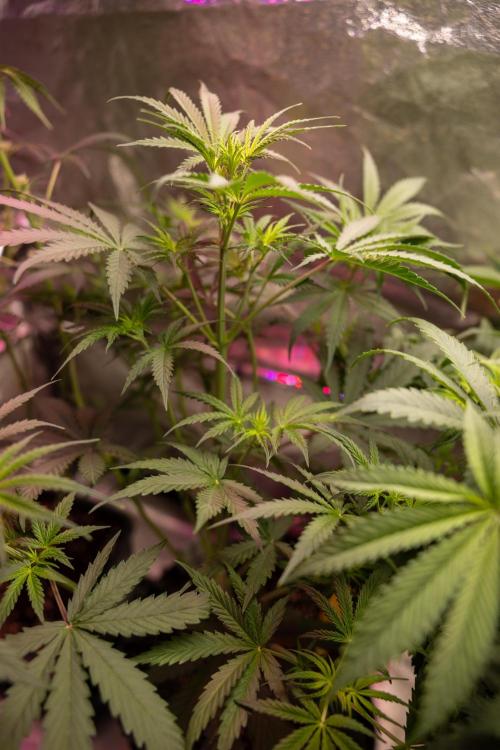 Godfather OG ✞ Auto - Zamnesia x B&B. Week 5 - Godfather OG 1 -  No Techniques - Week 5