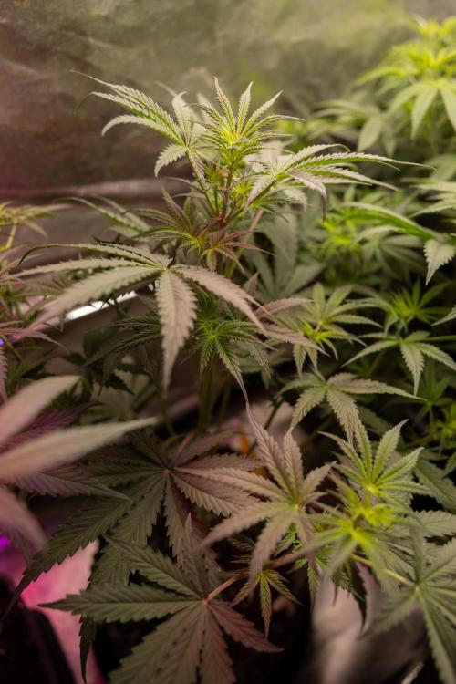 Godfather OG ✞ Auto - Zamnesia x B&B. Week 5 - Godfather OG 1 -  No Techniques - Week 5