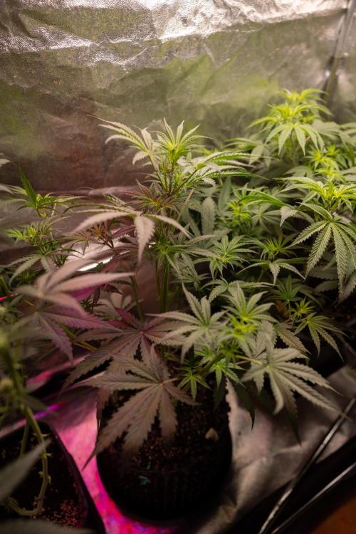 Godfather OG ✞ Auto - Zamnesia x B&B. Week 5 - Godfather OG 1 -  No Techniques - Week 5