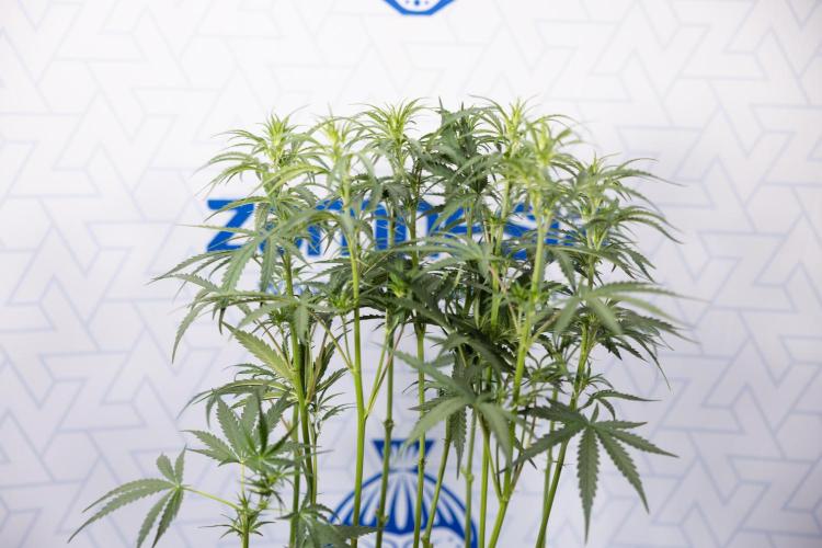 Godfather OG ✞ Auto - Zamnesia x B&B. Week 5 - Godfather OG 2 -  Main Lining - Week 5