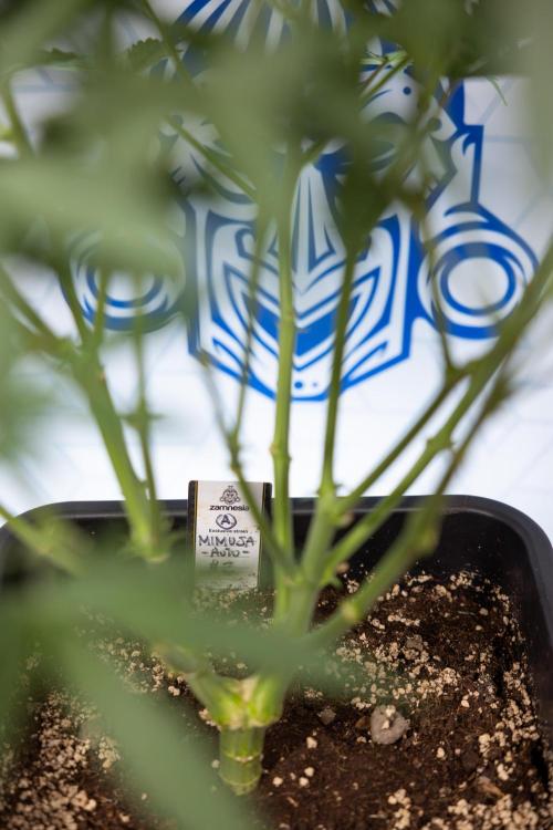 Mimosa 🌾 Auto - Zamnesia x B&B. Week 5 - Mimosa #2 - Main Lining