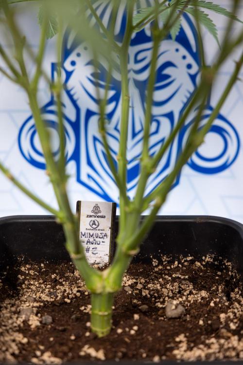 Mimosa 🌾 Auto - Zamnesia x B&B. Week 5 - Mimosa #2 - Main Lining