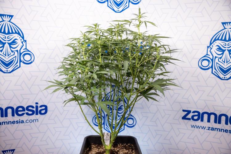 Mimosa 🌾 Auto - Zamnesia x B&B. Week 5 - Mimosa #2 - Main Lining