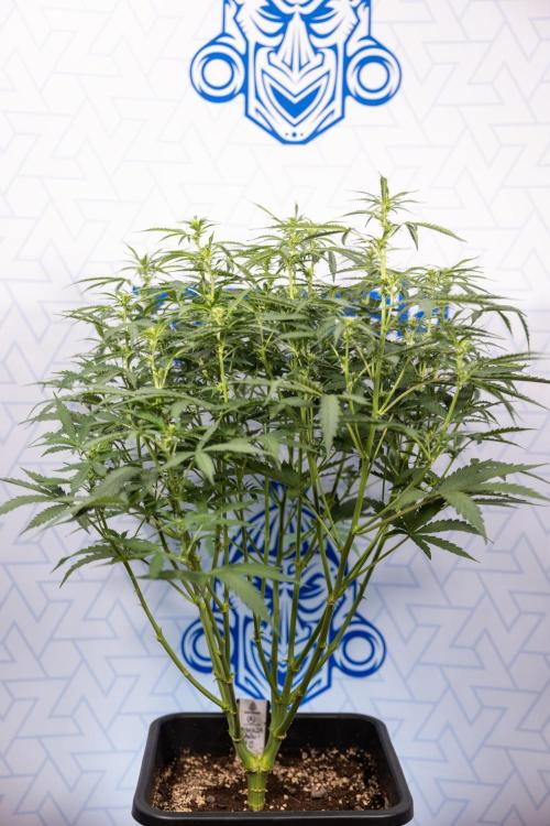 Mimosa 🌾 Auto - Zamnesia x B&B. Week 5 - Mimosa #2 - Main Lining