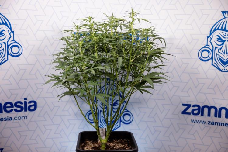 Mimosa 🌾 Auto - Zamnesia x B&B. Week 5 - Mimosa #2 - Main Lining