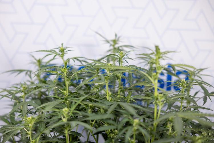 Mimosa 🌾 Auto - Zamnesia x B&B. Week 5 - Mimosa #2 - Main Lining